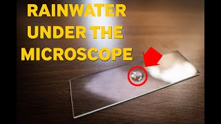 Rainwater Under the Microscope #amateurmicroscopy #microscopyvideo