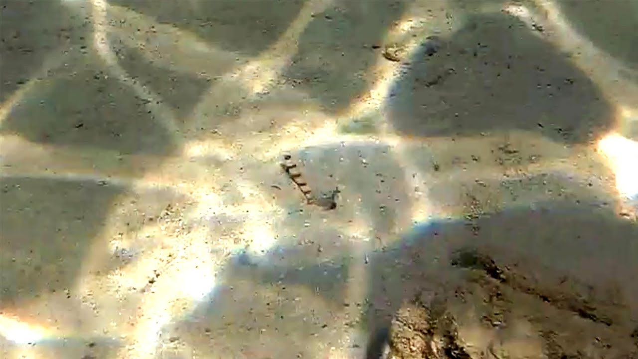 Steinitz' prawn-goby (Amblyeleotris steinitzi), Бычок-компаньон Стейница