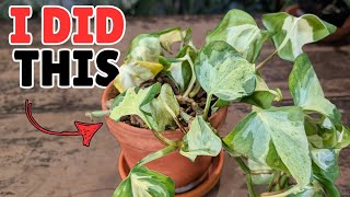 What Causes Yellow Leaves On A Pothos