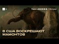 Зачем в США возрождают мамонтов. И можно ли на этом заработать