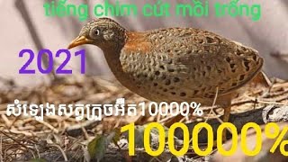 Tiếng Chim Cút Mồi siêu đỉnh không tạp âm!! ăn mới cựsc nhạy bây Thành công 1000% (2021)
