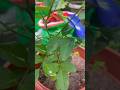 Just like the vibrant colour#aparajita #trending #garden #ihavethisthingwithplants #gardeningideas
