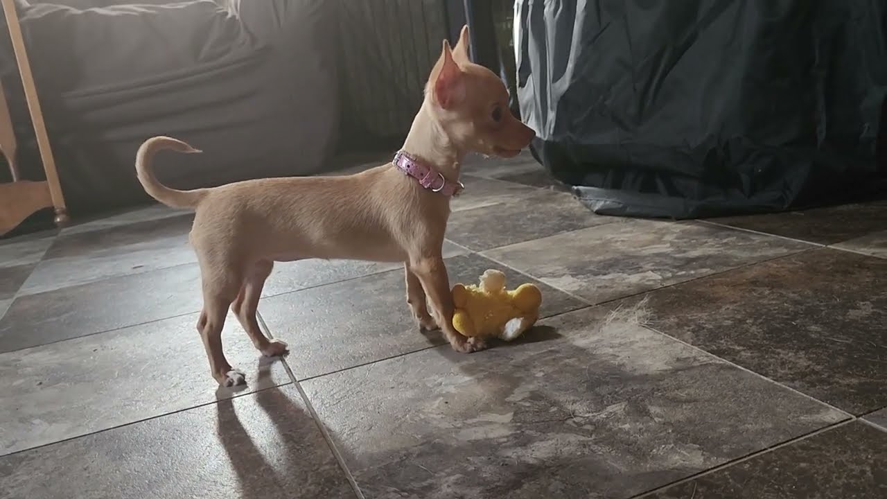 Izzy B Getting Her Exercise In [Tiny Dog Joy]