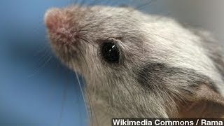 Mice With 'MS-Like' Condition Walk After Stem Cell Treatment