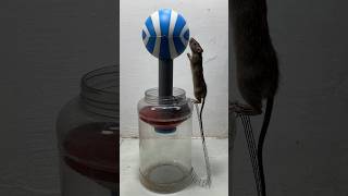 Idea To Trap Mice Using Plastic Jars/Mouse Traps 2#Rat #Rattrap #Mouse #Mousetrap