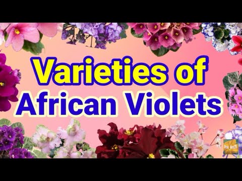 Video: Description Of Varieties Of Violets