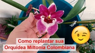 Dicas Dona Maria - Como replantar sua Orquídea Miltonia Colombiana - thptnganamst.edu.vn