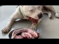 nomyen the Pit Bull eats Raw Blackberry Pork Loin&Duck [ASMR] BARF | MUKBANG 動物の咀嚼音 犬が生の肉を食べる [咀嚼音]