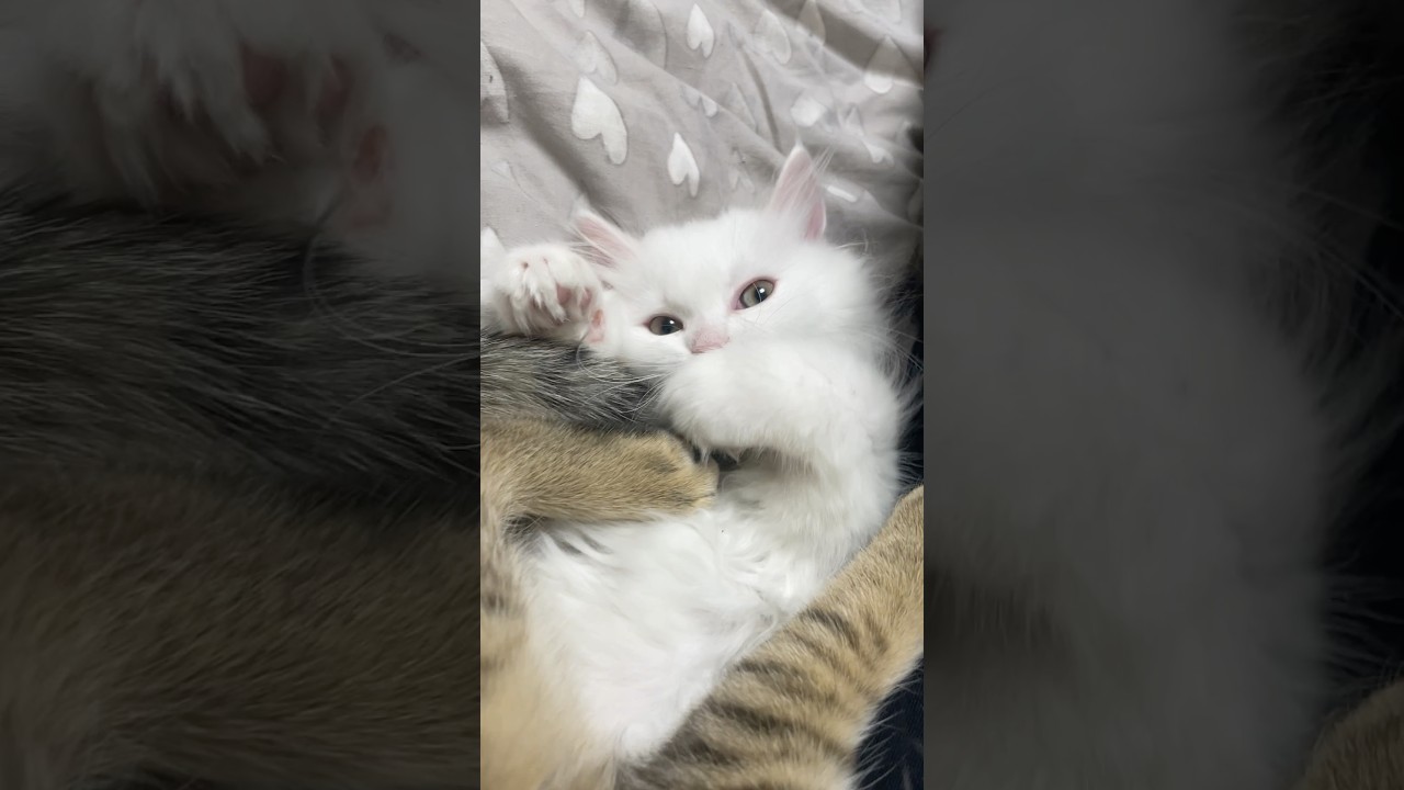 Айсберг грызет хвостик Леи)