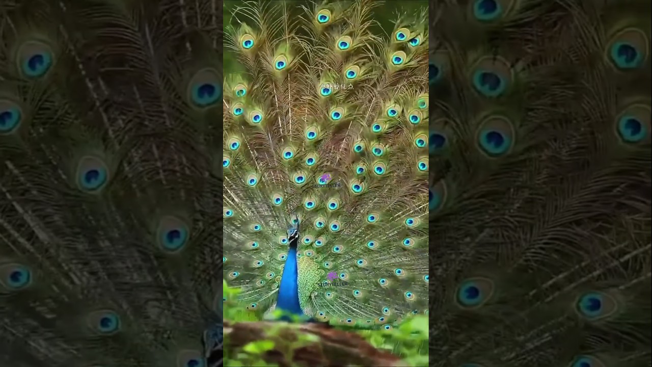 Nature's sweet Call||