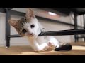 両足奇形でも高いところを諦めない子猫のために本格的なキャットウォーク作ります。