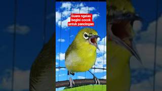 pancingan pleci ngalas #plecigacor