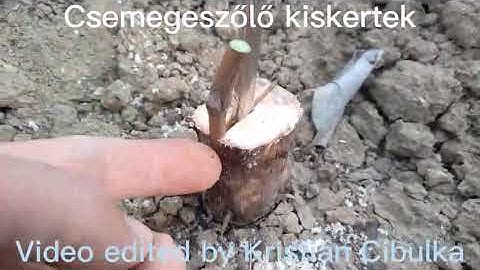 Grafting of split grapes. I show my favorite technique of grafting old vineyards. place in spring