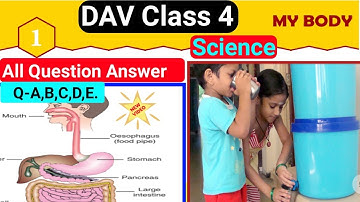 💪My Body|DAV Class 4 Science Chapter 1 Solutions-Question Answer|Solution|All Questions {A to E}|