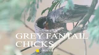 Grey Fantail Chicks Grow So Fast