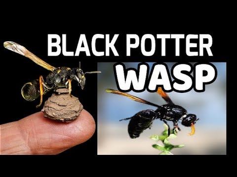 Video: Ano Ang Bahay Ng Wasp