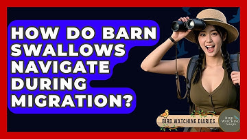 How Do Barn Swallows Navigate During Migration? - Bird Watching Diaries