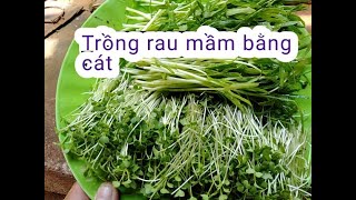 Top 14 cách làm rau mầm bằng cát mới nhất năm 2022