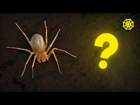 Vídeo: As aranhas do porão matarão o recluso marrom?