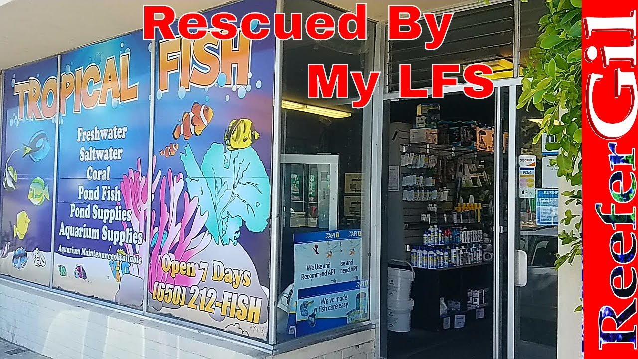Build Series |Eps. 4| Selling Off Aquarium Livestock