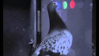 Birdbrained pigeons perform like primates