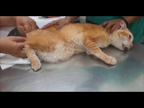 Video: Paano Magbigay Ng Isang Enema Sa Isang Pusa