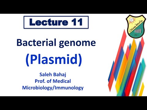 11- Bacterial genome (plasmid)