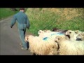 My Sheep hear my voice