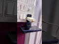 Video Image