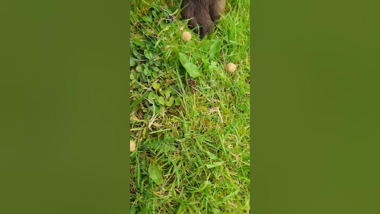 that-s-just-my-baby-dog-youtube