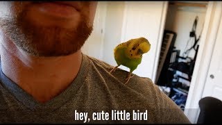 Kiwi the budgie talks to me on my shoulder (captioned) (Fixed!)