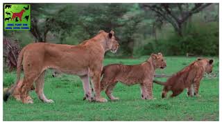 TOP 10 BEST LION MOMENTS I MOST DANGEROUS LIONS I Lions in 4K by Animal Planet ZONE 10 views 2 years ago 10 minutes, 38 seconds