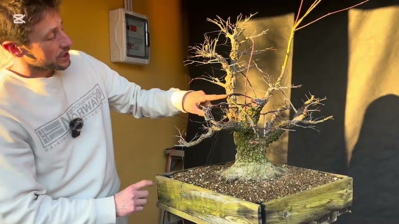 Hiryuen: Arakawa maple under construction😎