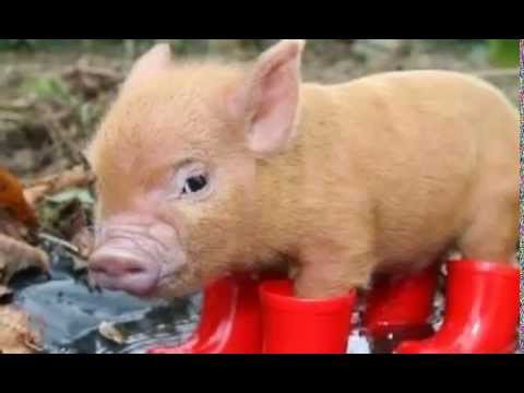 Schweinchen Video Schweinchen Video