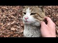 おやつを美味しそうに食べてくれる白キジ猫ちゃんをモフモフ 【公園野良猫の暮らし】 Cute cat videos