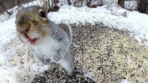 Squirrel Psychology and the Decoding of Their Tails