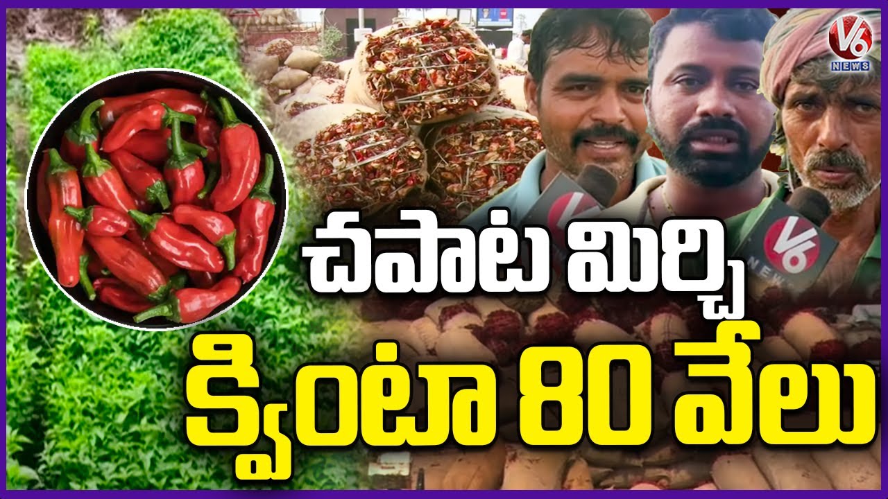 Chapata Mirchi: Rs 80,000 per Quintal | Farmers Earn Huge Income | Warangal | V6 News