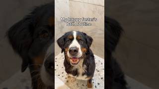 Do you think Jack enjoyed it? 🧼💛🐾 #bernesemountaindog #asmr #dogbath #doggrooming