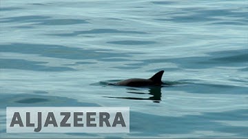 Saving the almost extinct vaquita porpoise