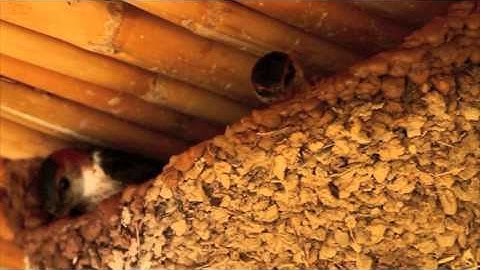 Red-rumped Swallows building nest