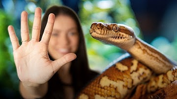 Top 5 Easy and FREE Reptile Enrichment Ideas!