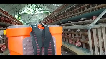 KURAS KOLAM 6000 RIBU IKAN EKOR LELE BAWAH KANDANG AYAM PETELUR