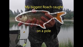 Big Roach caught on a pole by The Creative Angler 72 views 1 year ago 5 minutes, 33 seconds