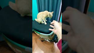 Doing kuchi kuchi to my chihuahuas 😻 #trending #cat #chihuahua