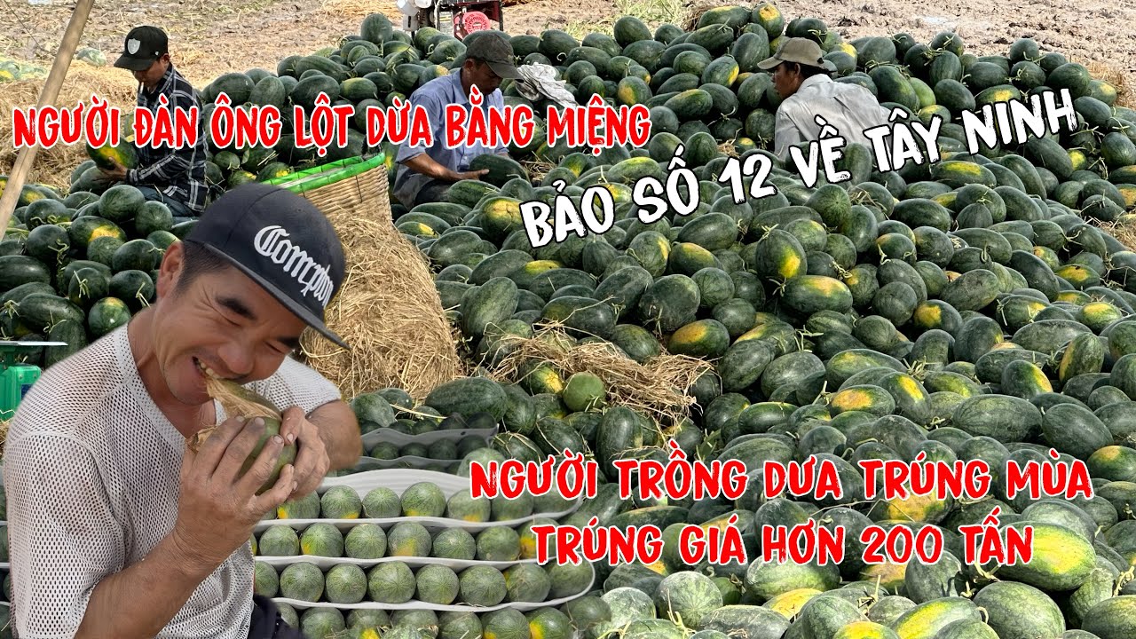 Khung khiếp”Bảo số 12”đi ngang Tây Ninh người dân thu hoạch dưa hấu trúng mùa trúng giá hơn 200 tấn.