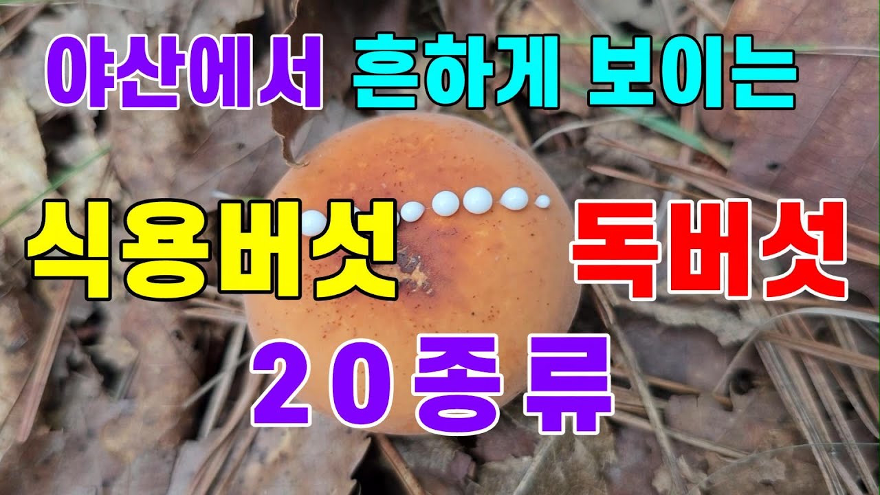 🍄🍄 야산에서 흔하고 쉽게 만나는 식용버섯 독버섯 20종류 - YouTube