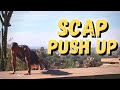 Movement Demo | Scap Push Up Exercise