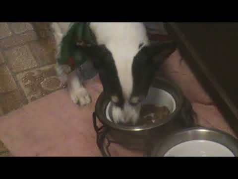 DOG EATS  LIKE HE NEVER ATE BEFORE....