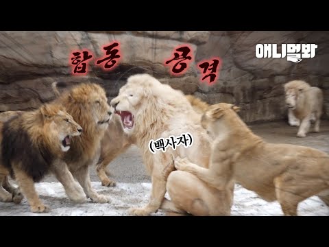 5대 1 위기에 놓인 <strong>백사자</strong>.. 같은 백사자한테 도움을 청하자 돌아온 황당 반응ㅋㅋㅋㅣ1 White Lion VS 5 Lions.. White Lion’s Fate?!