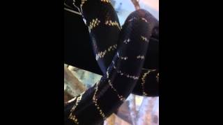 Boelen' Python pair cruising around Information